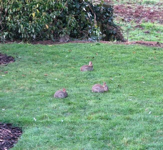 Four little rabbits feeding