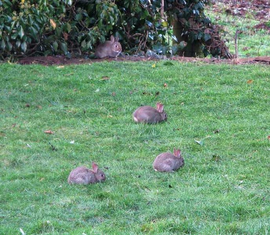 Four little rabbits feeding (2)